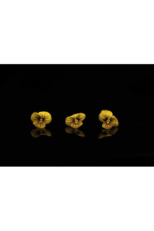 Pensée Jaune Tigrée