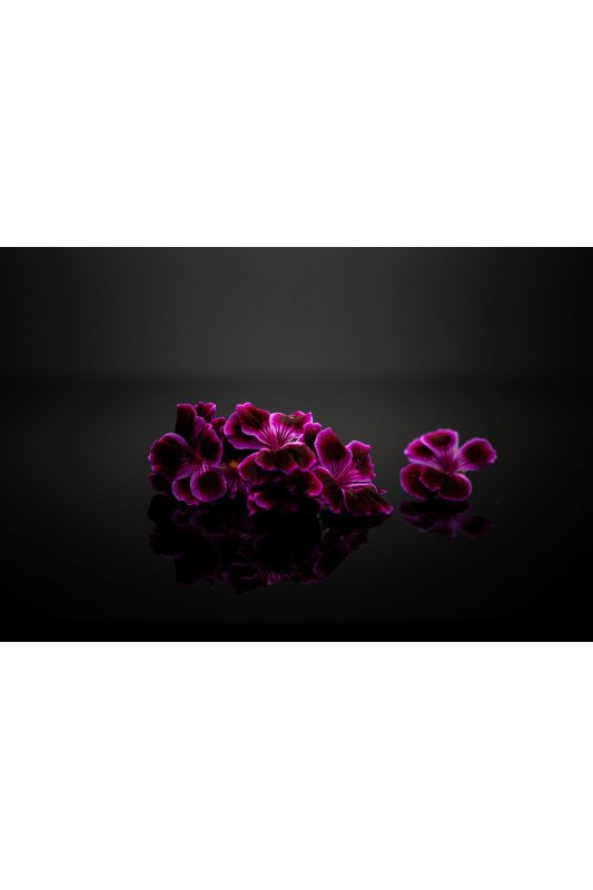 Pelargonium