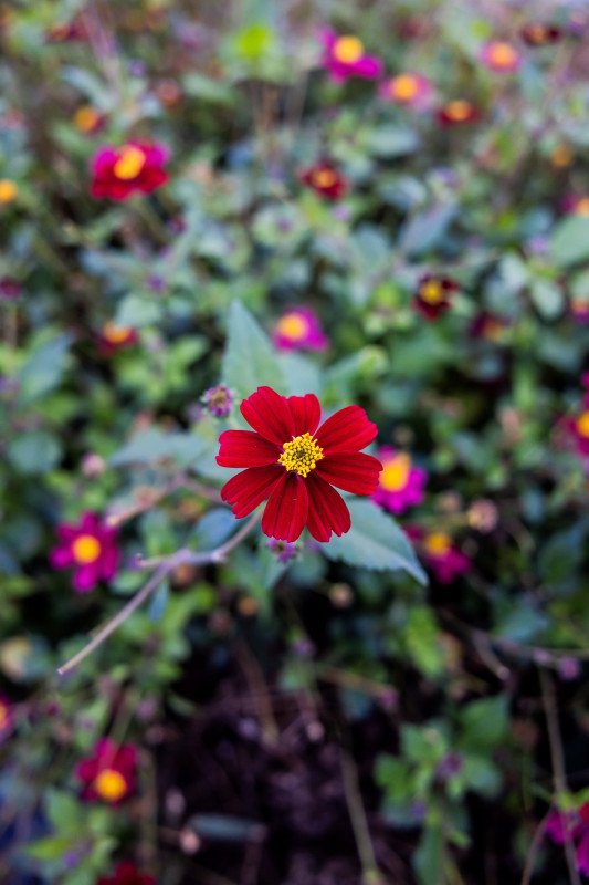 Marguerite Rose