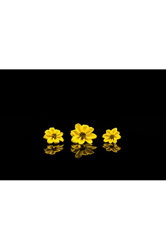 Marguerite Jaune