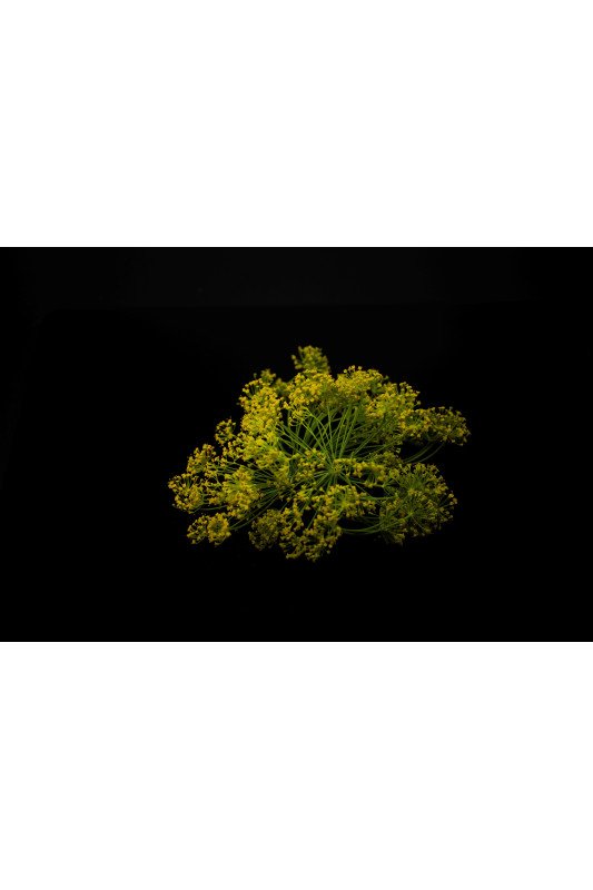 Fenouil Fleur