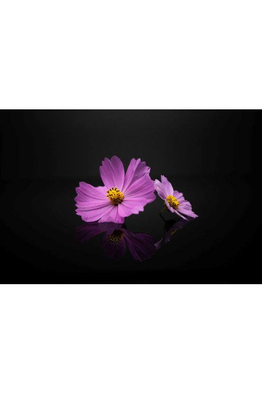 Cosmos Rose