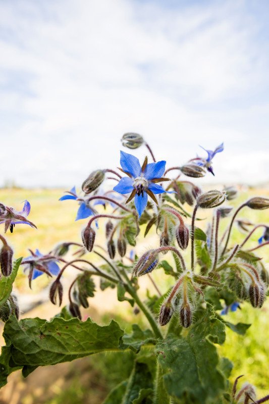 Bourrache Bleue