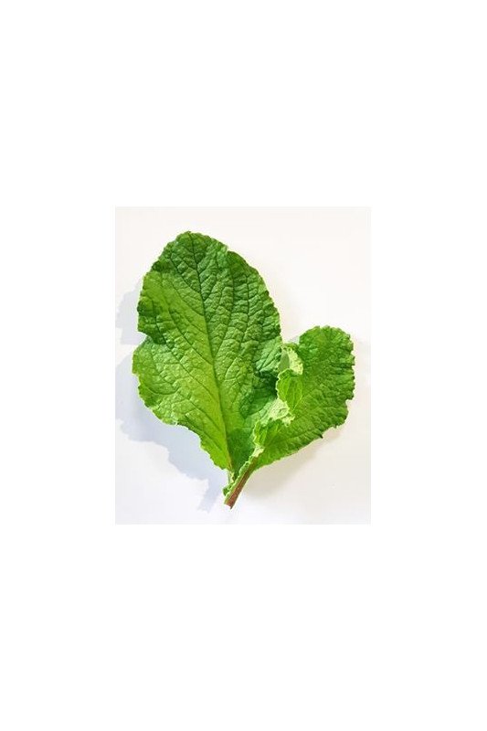Bourrache Feuille
