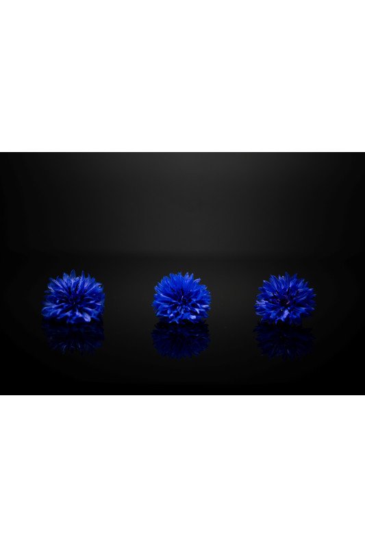 Bleuet Bleu