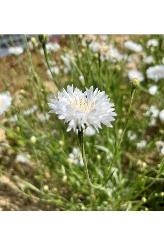 Bleuet Blanc