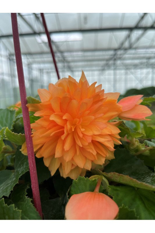Begonia Lotus