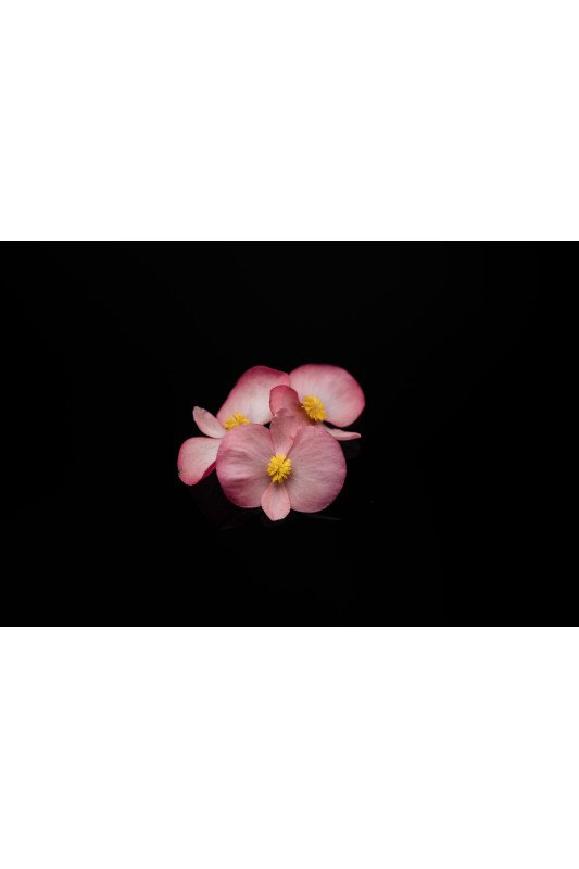 Begonia Classique