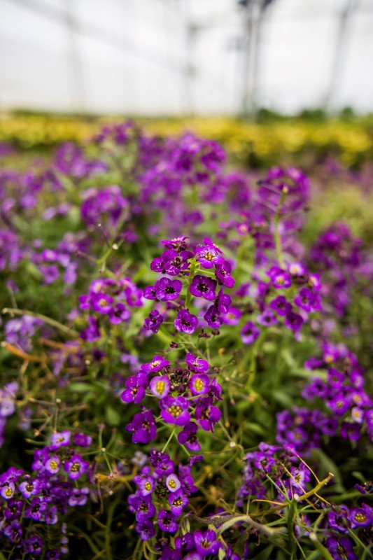 Alysse Violette