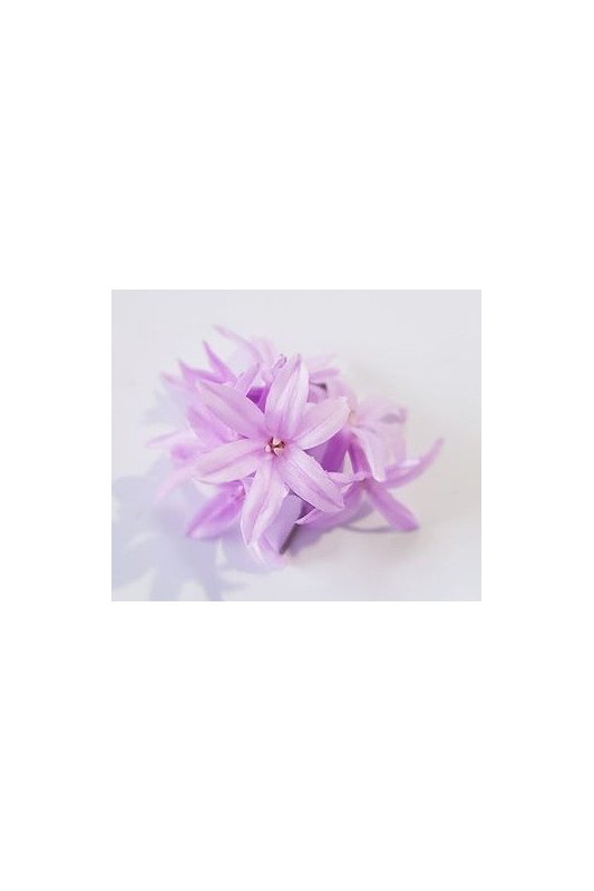 Ail Violet