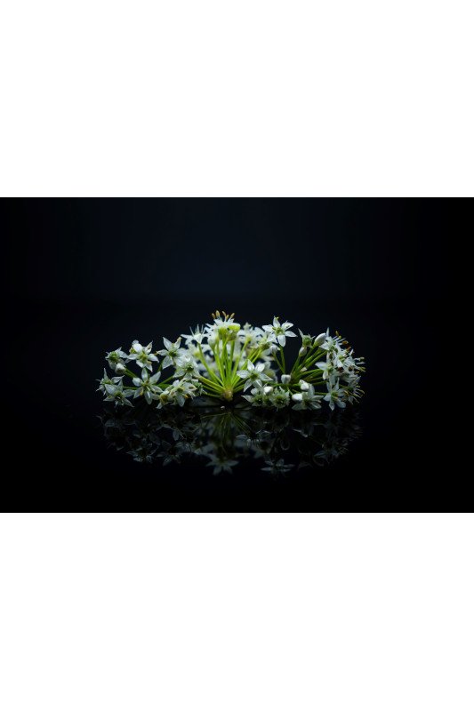 Ail Blanc