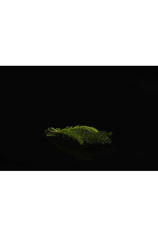 Achilée Feuille
