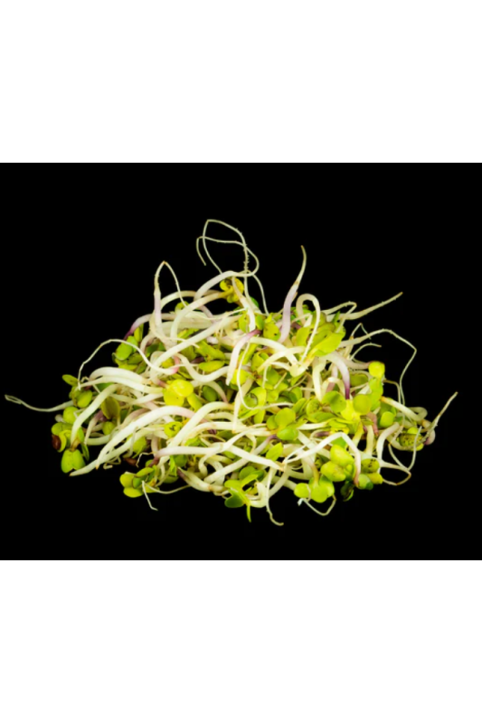 Radish Sprouts