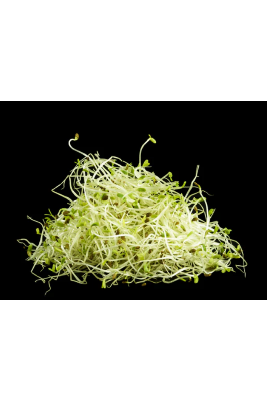 Alfalfa Sprouts Organic