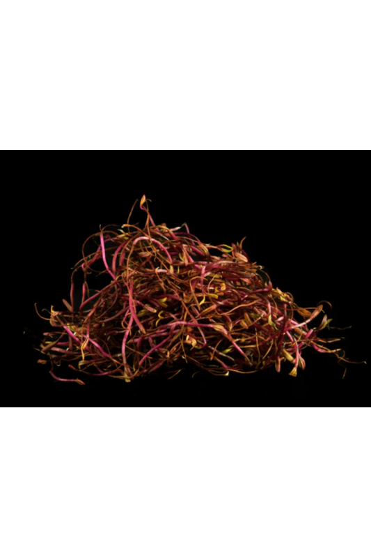 Beetroot Sprouts
