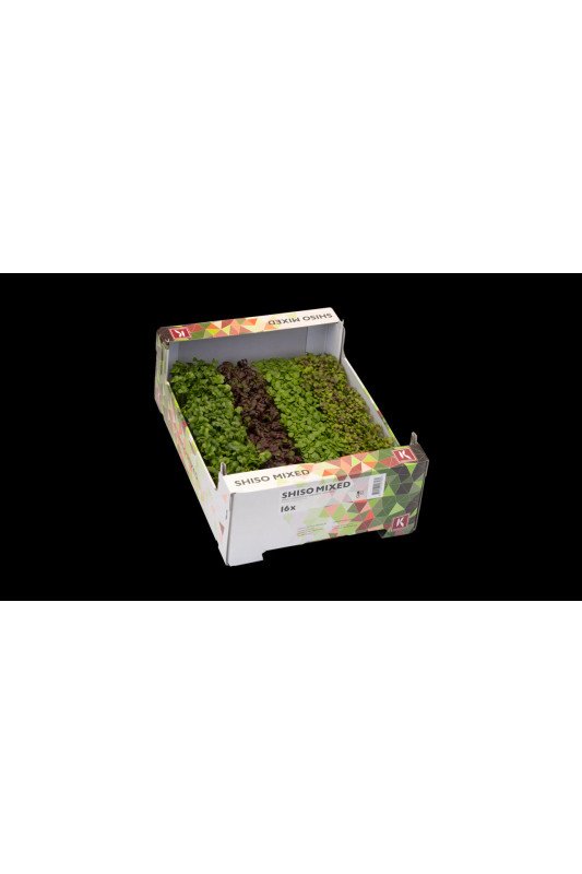Shiso mixed