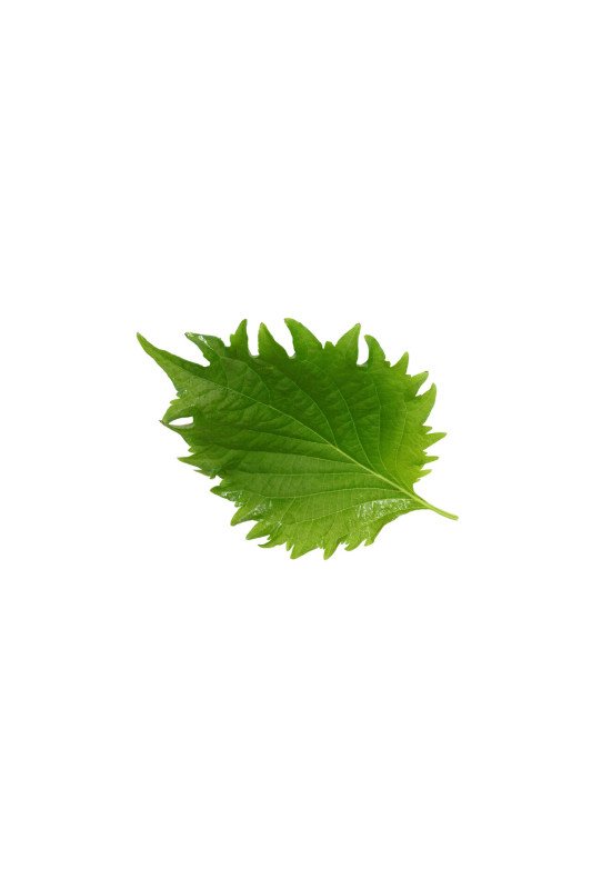 Green Shiso Leaves