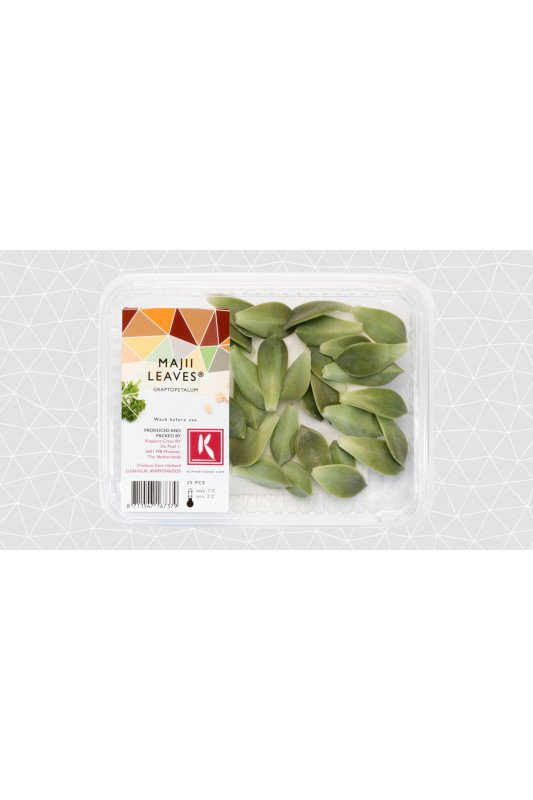 Majii Leaves