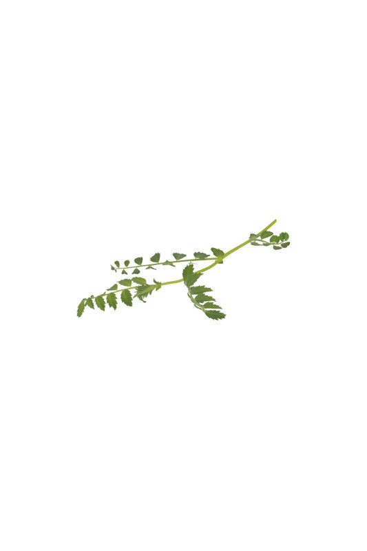 Hummus Leaves