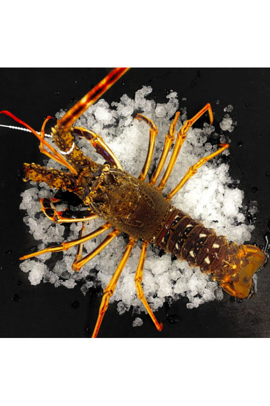 Langouste Rouge Royale Vivante 0,8/1,2