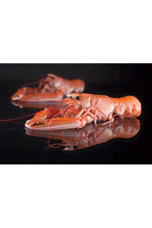 Langoustine 10/15