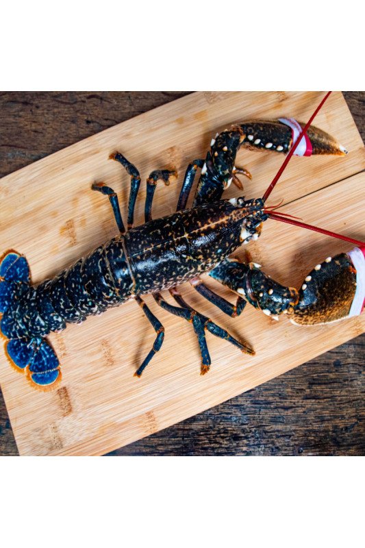 Homard Breton vivant  400/600