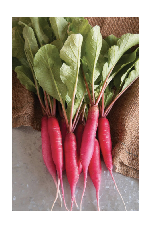 radis rouge long rouge Bio
