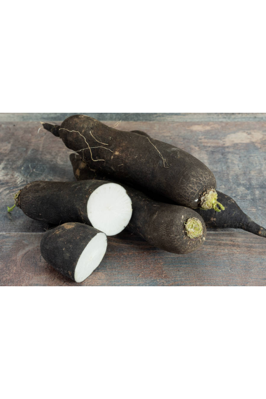 Radis noir Bio