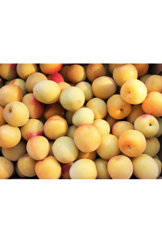 Prune Golden Japan Bio