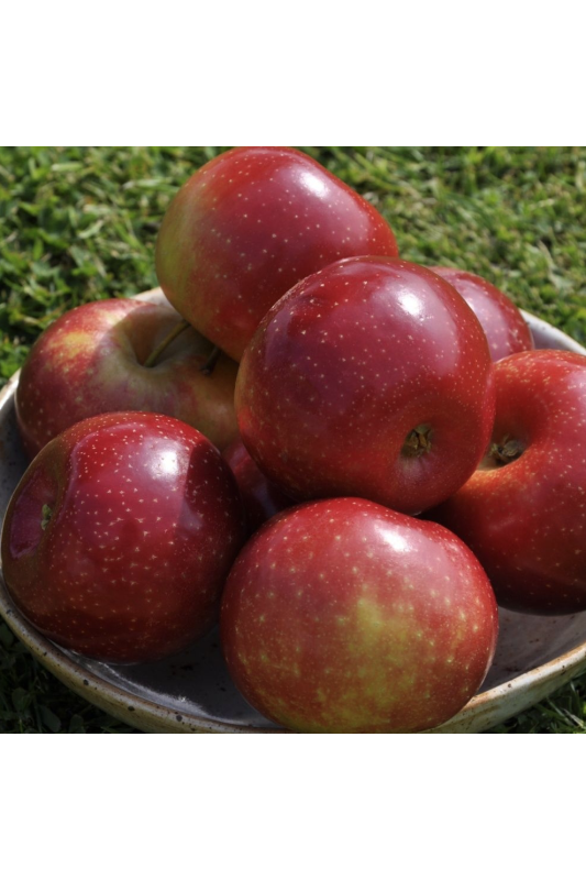 Pomme Ariane Bio