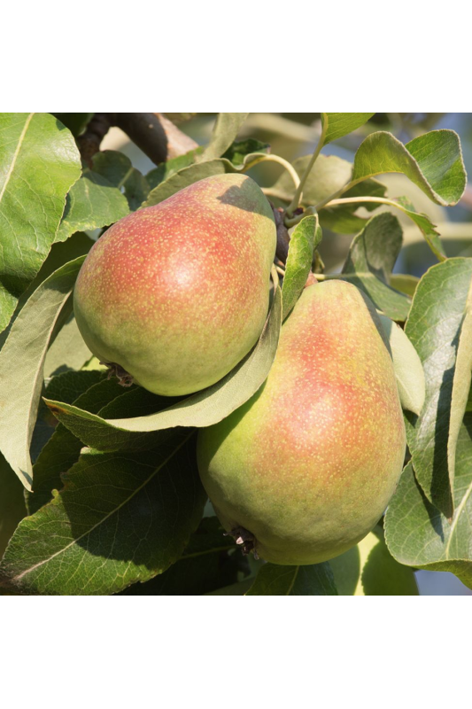 Poire Giffard Bio