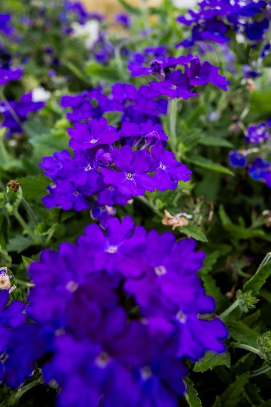 Verveine Violette