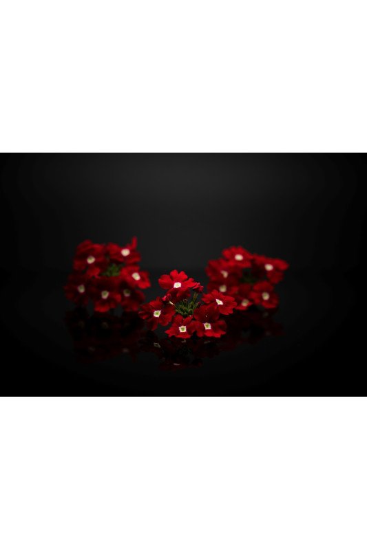 Verveine Rouge
