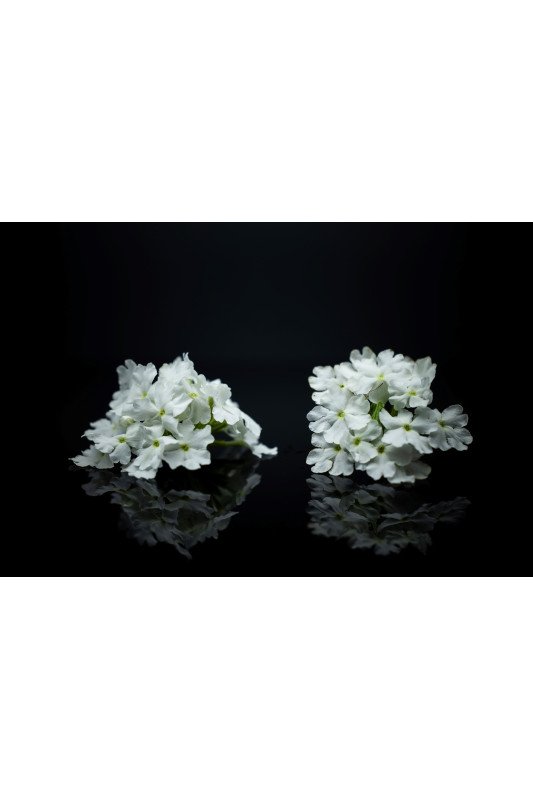 Verveine Blanche