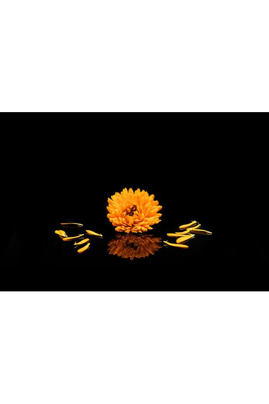 Orange Marigold