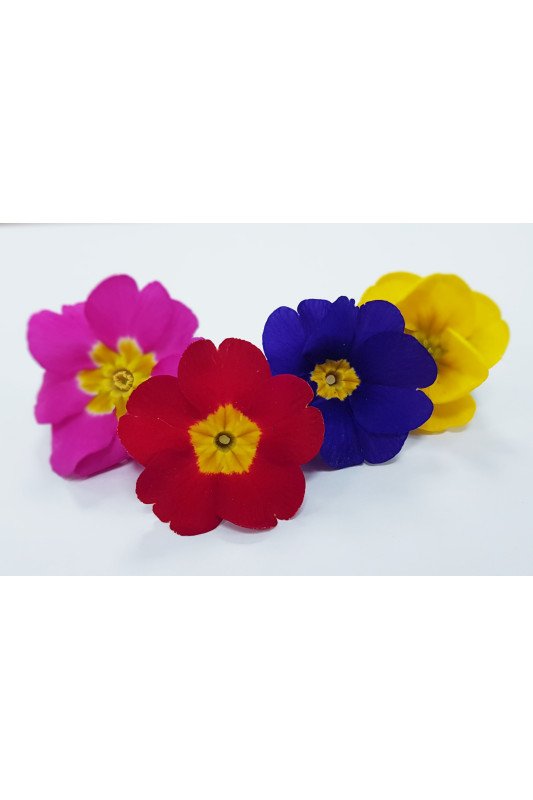 Primrose