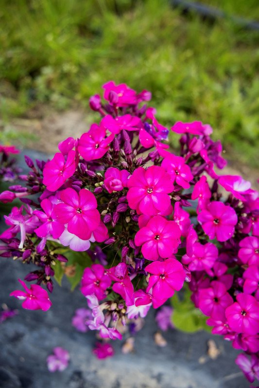 Phlox