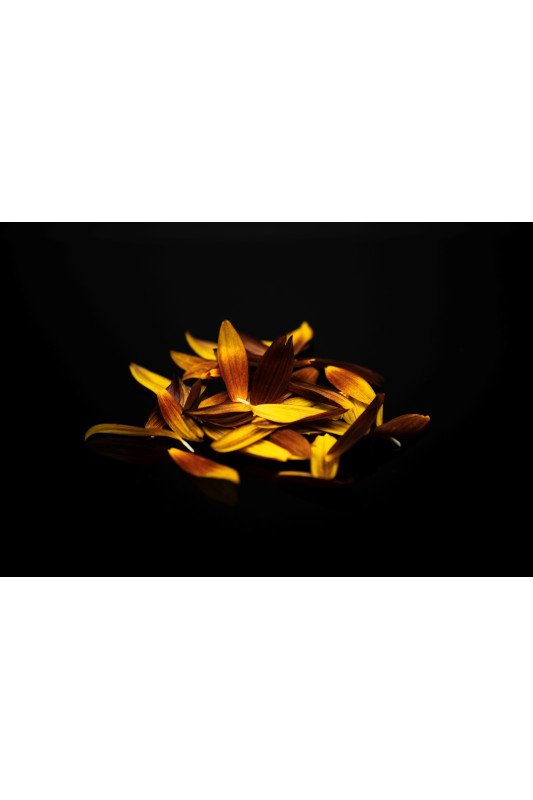 Pétales de Tournesol