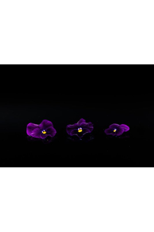 Pensée Violette