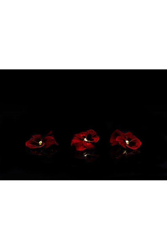 Pensée Rouge