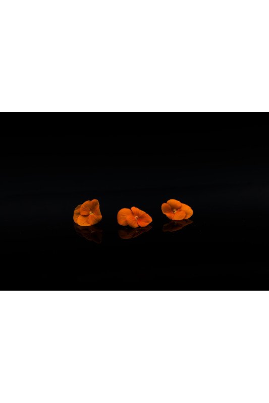 Pensée Orange